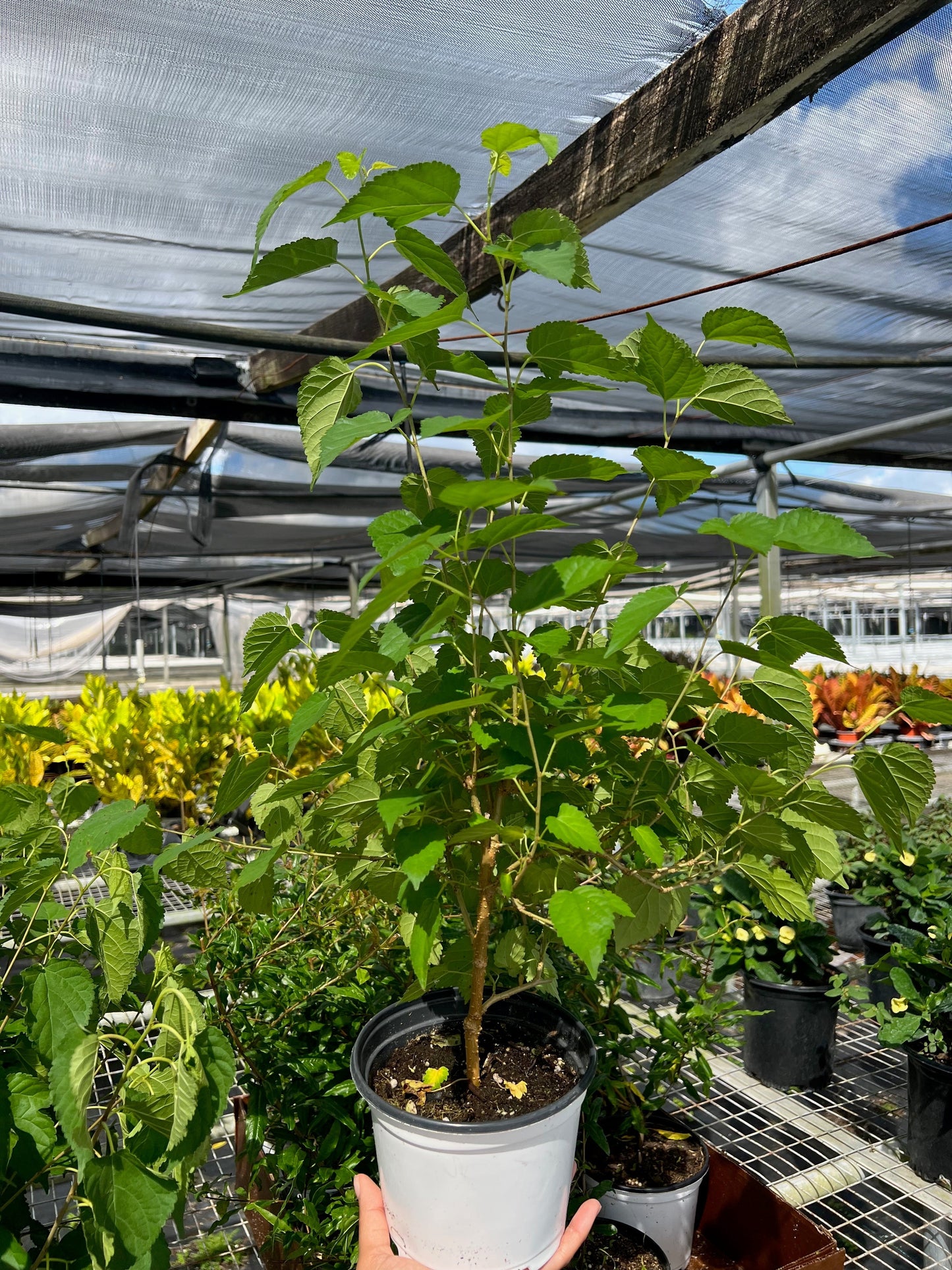 ED Mulberry potted plant