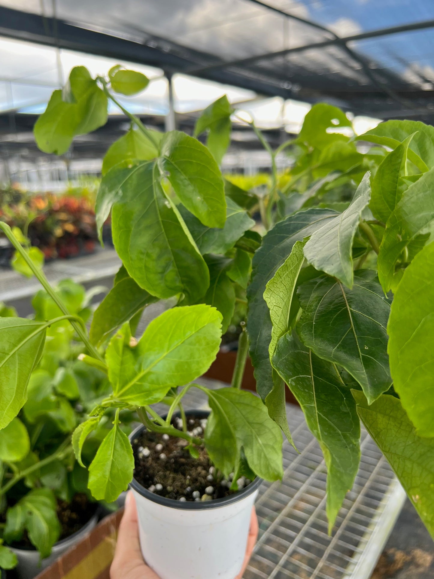 ED Passion Fruit potted plant
