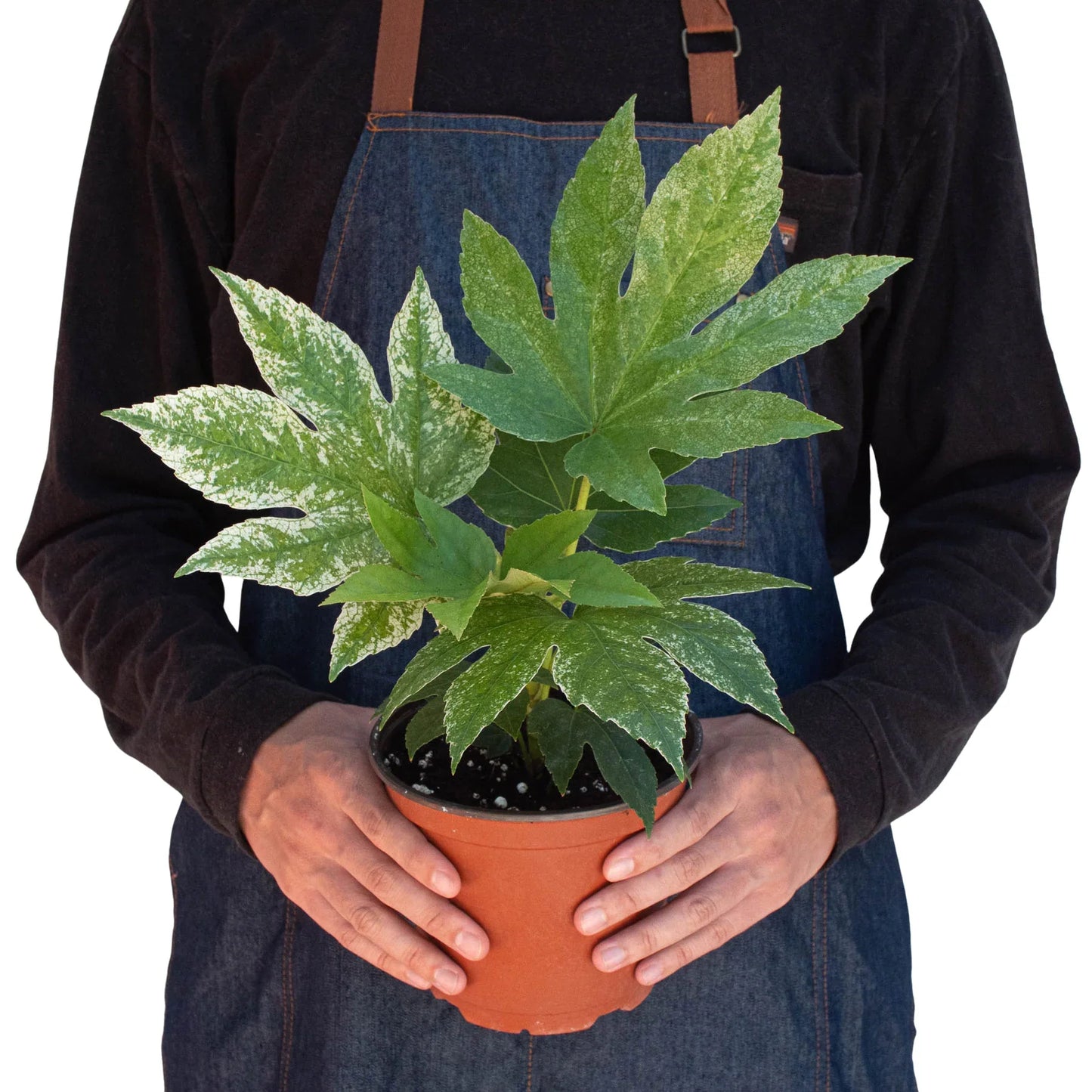 Fatsia 'Spider's Web' potted plant