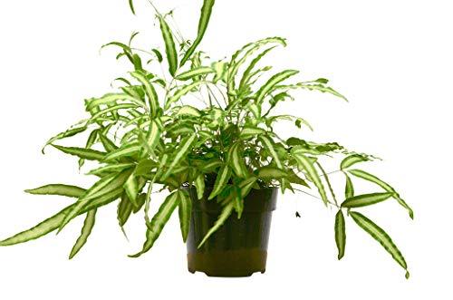 Pteris Cretica 'Albo Fern' 6" potted plant