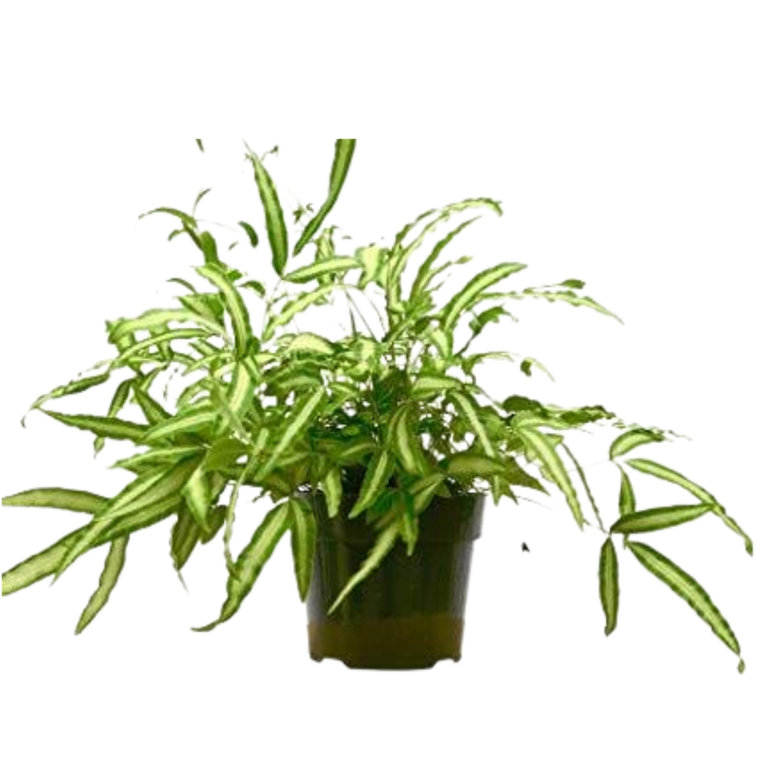 Pteris Cretica 'Albo Fern' 6" potted plant