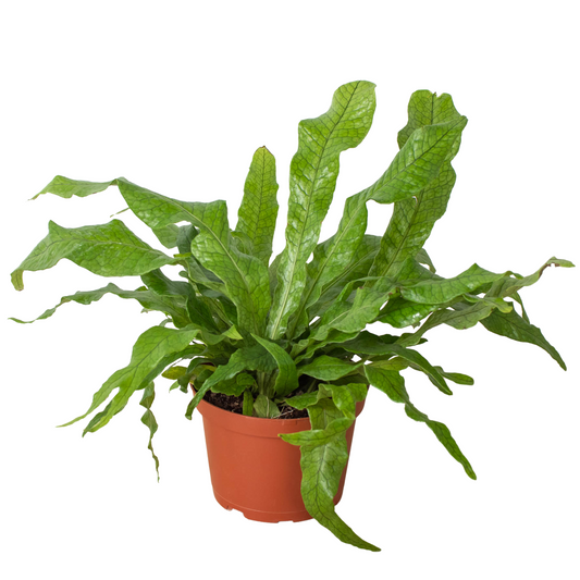 Fern 'Crocodile' potted plant