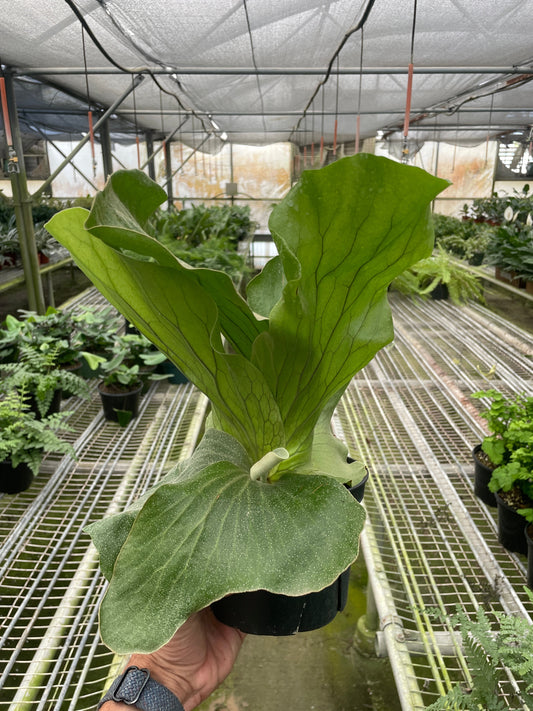 Fern 'Elephant' 6" potted plant
