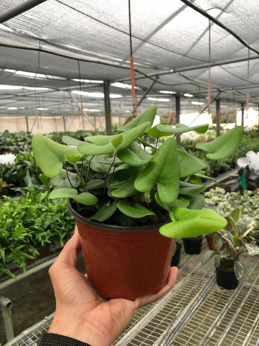 Fern 'Heart' 4" potted plant