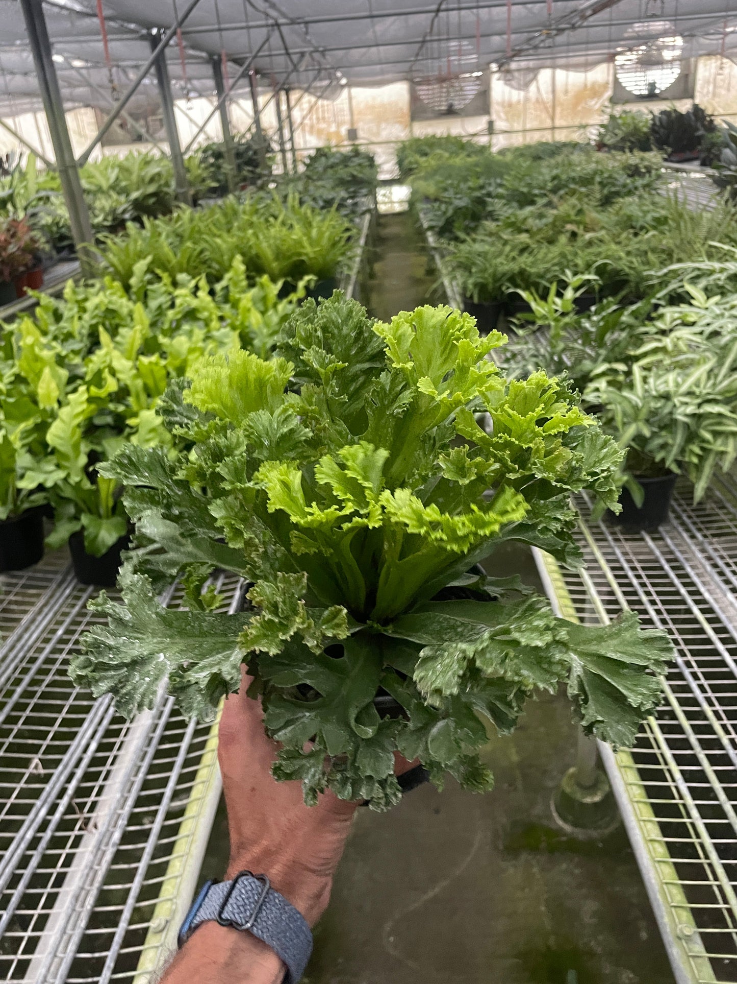Bird’s Nest Leslie Fern potted plant