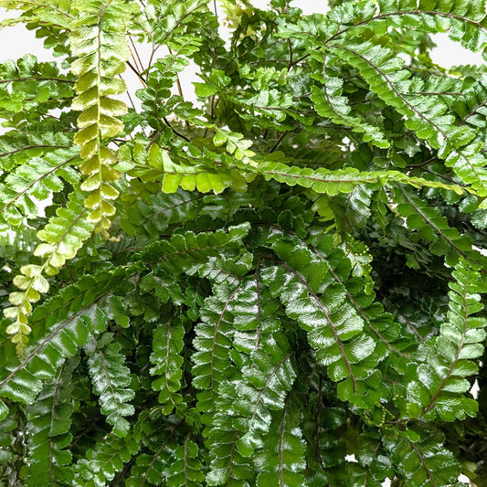 Fern Rosy Maidenhair potted plant