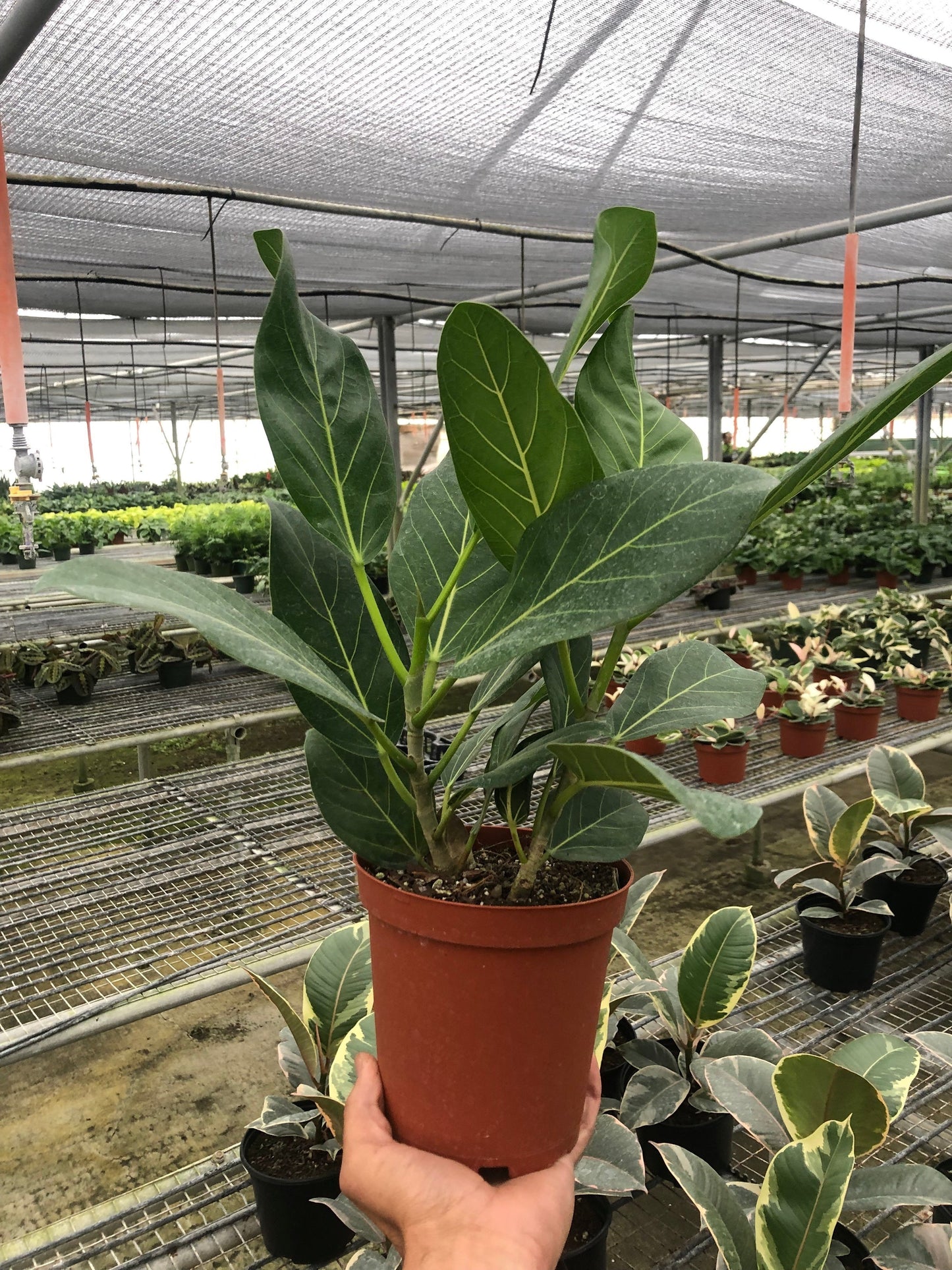 Ficus 'Audrey' potted plant
