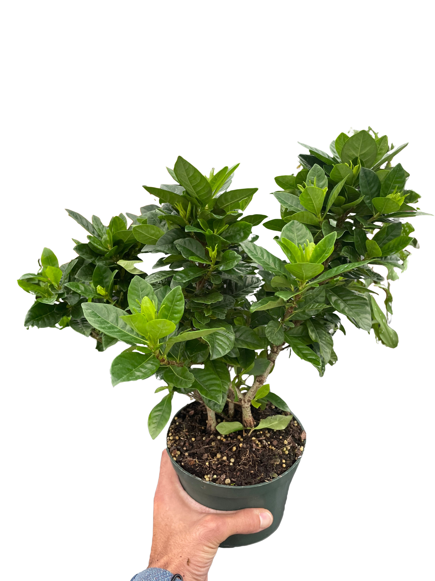Gardenia 'Bush' potted plant
