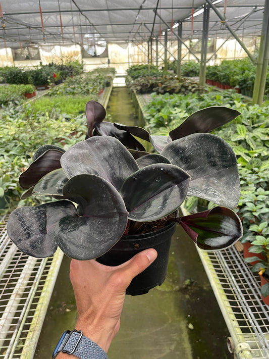 Geogenanthus 'Ciliatus' potted plant