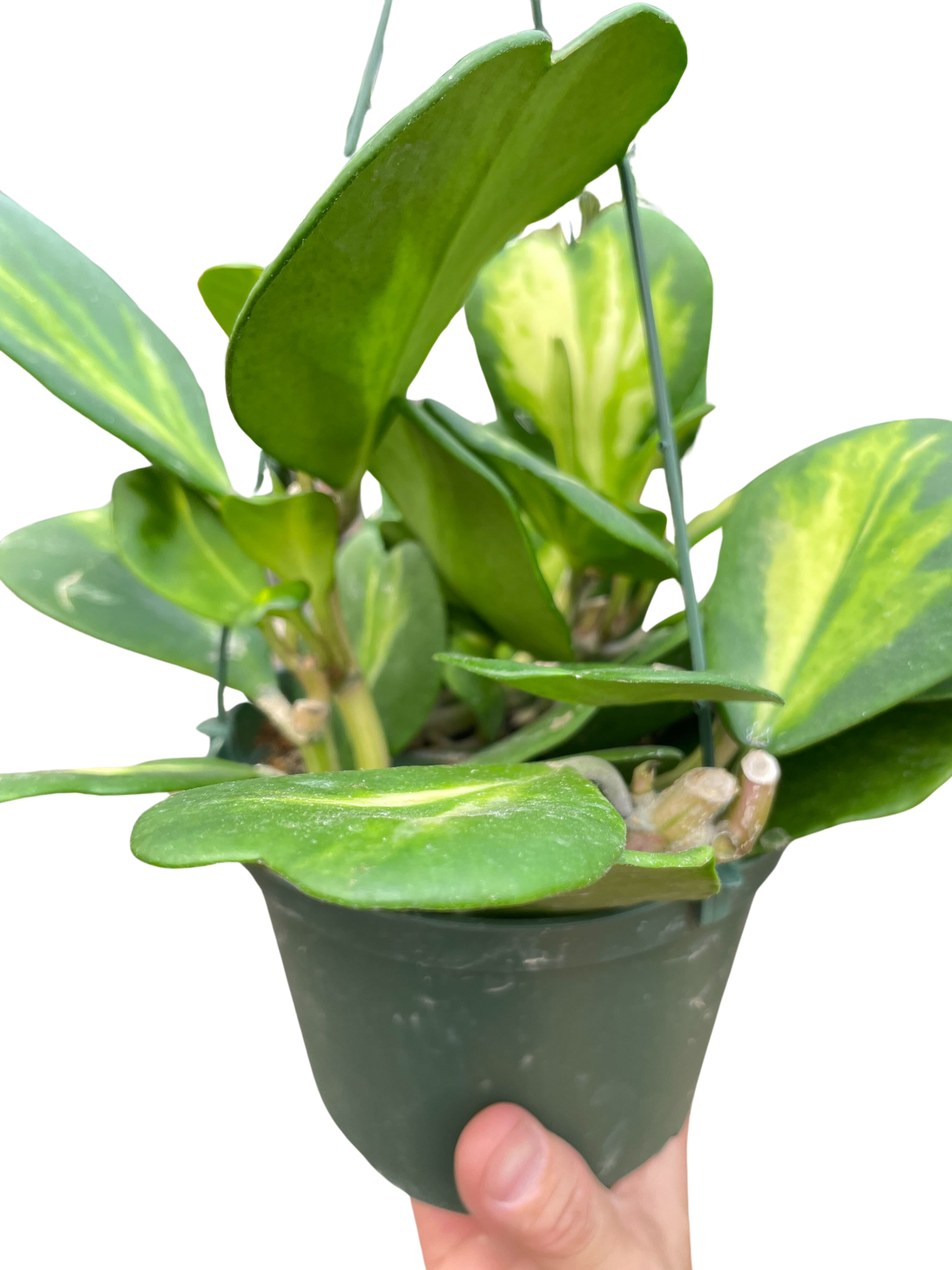 Hoya Heart 'Reverse Variegata' potted plant