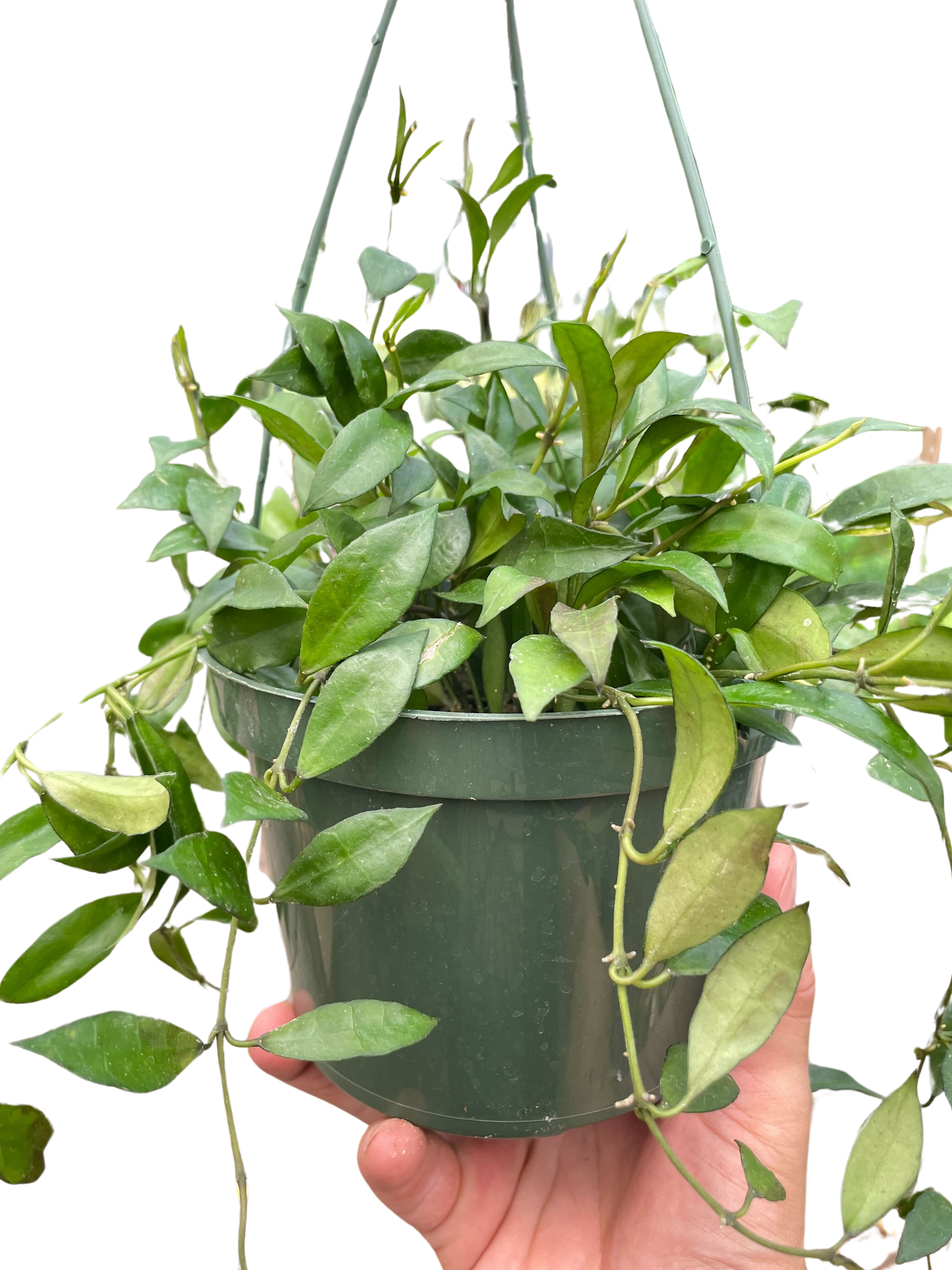 Hoya 'Lacunosa' potted plant