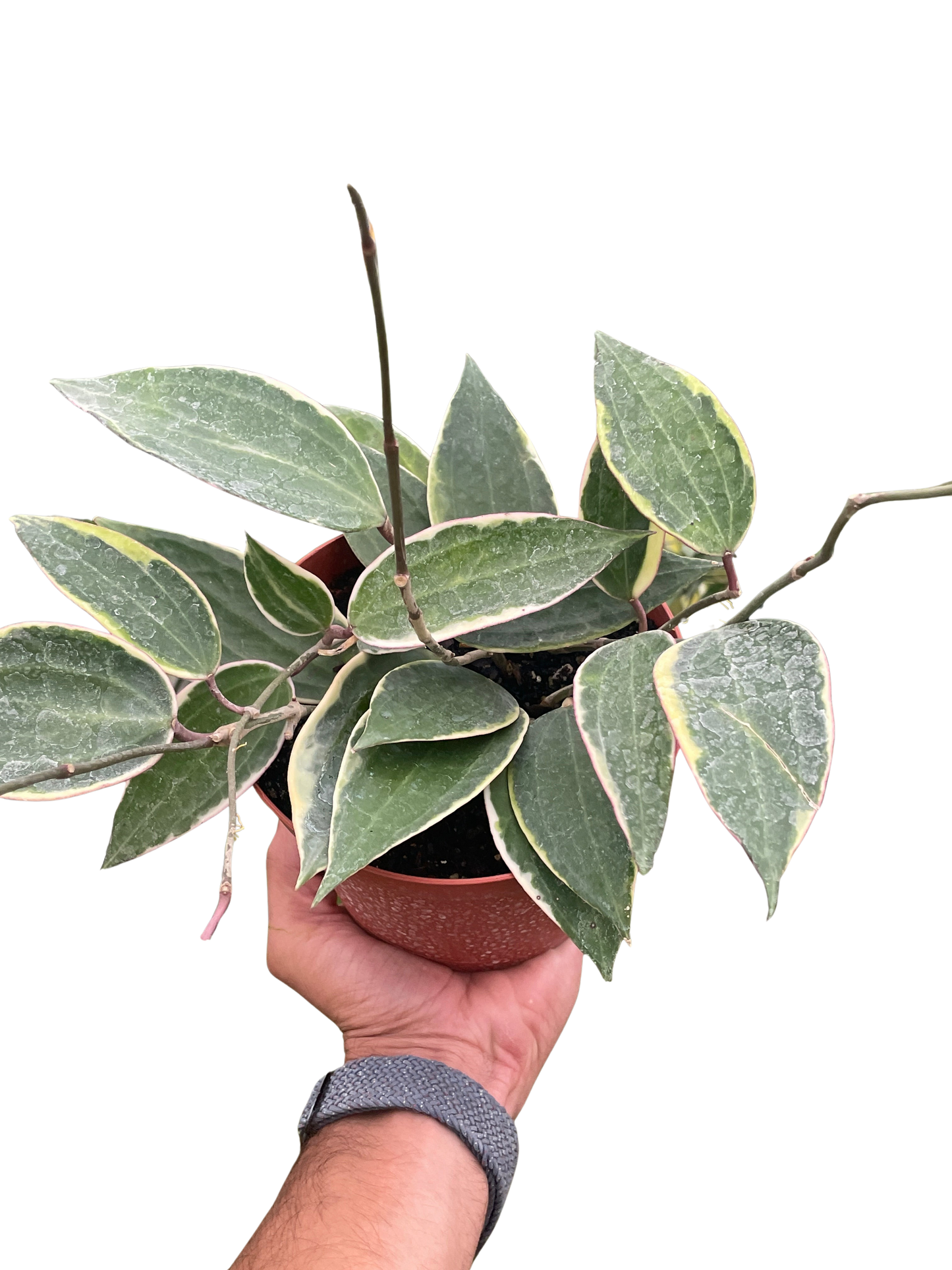 Hoya Macrophylla Variegated 4" potted plant
