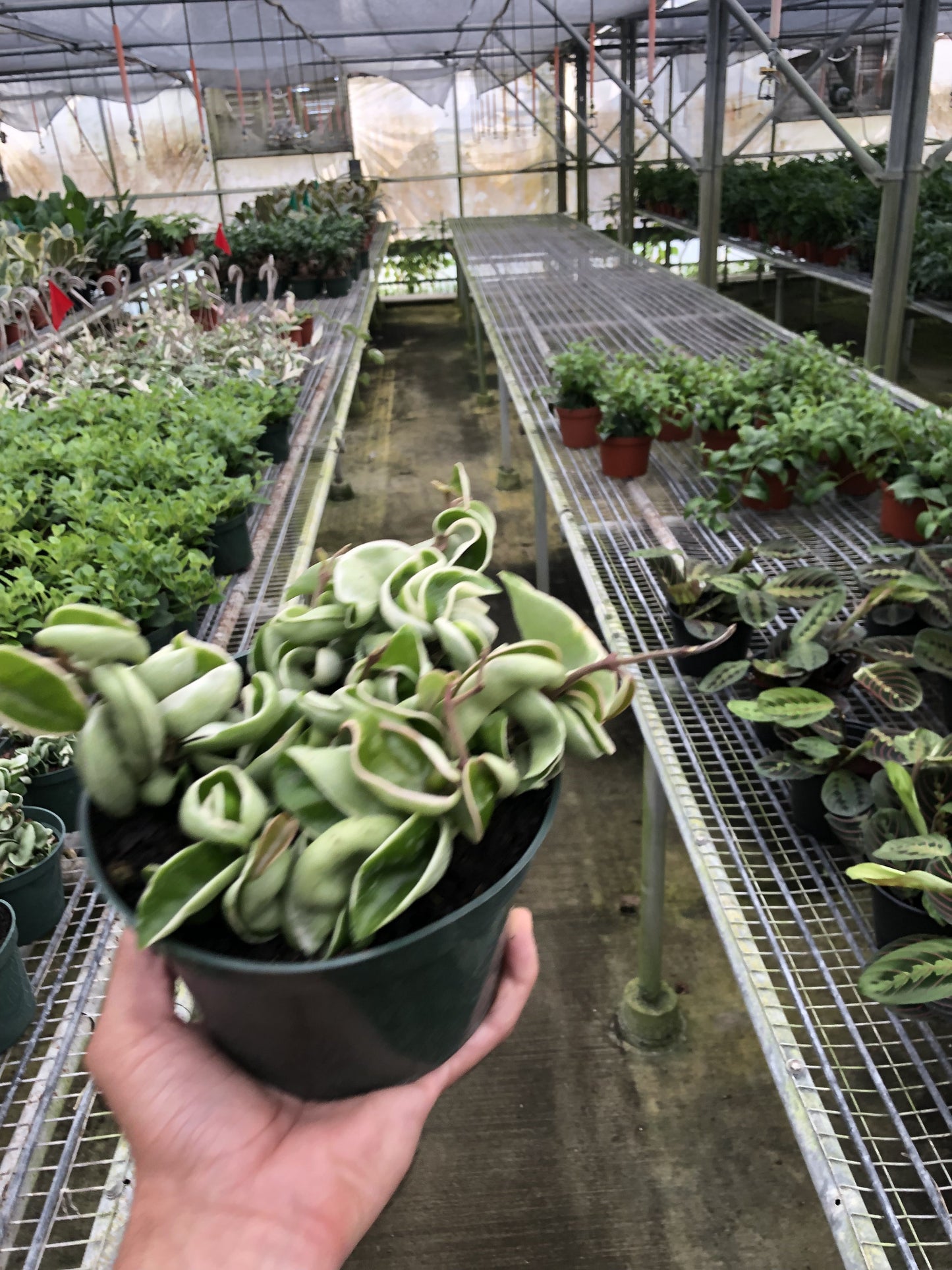 Hoya 'Rope Plant' Variegated 4" potted plant