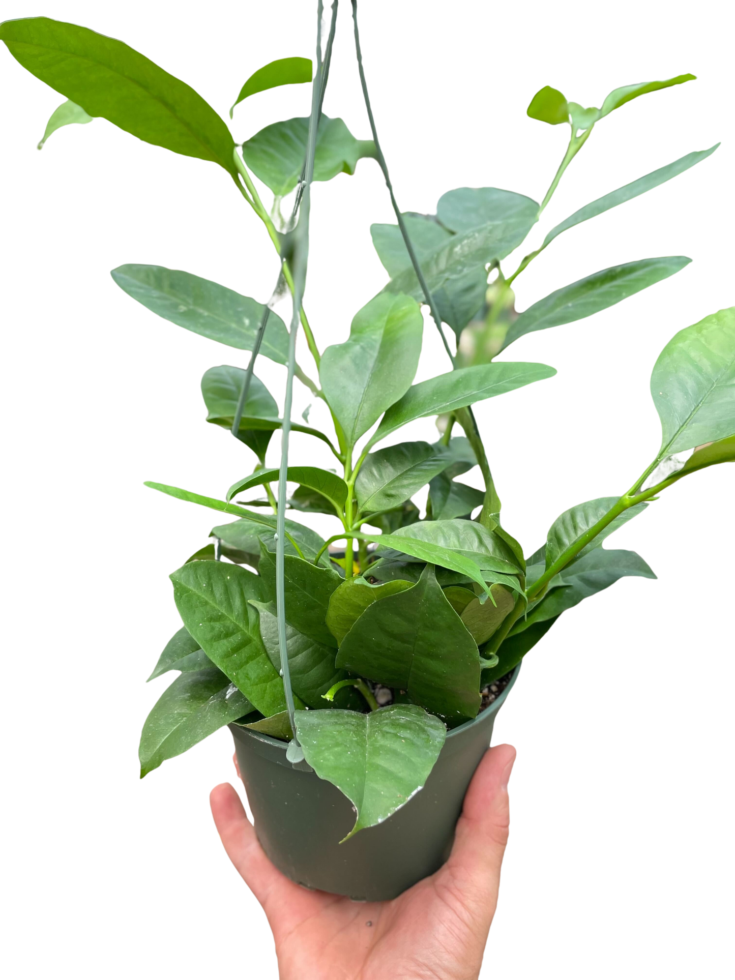 Hoya 'Shooting Star' potted plant