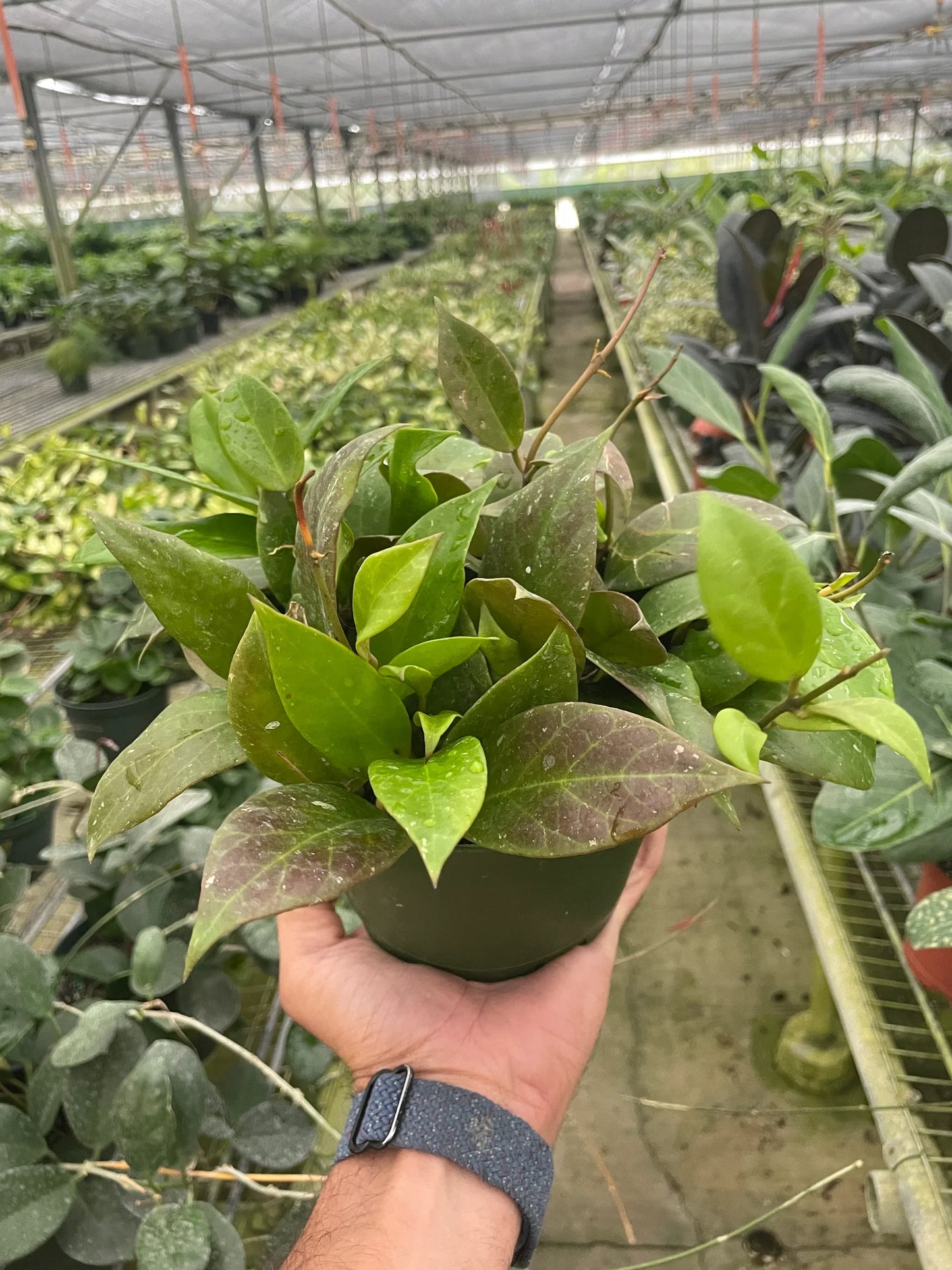 Hoya 'Sunrise' potted plant