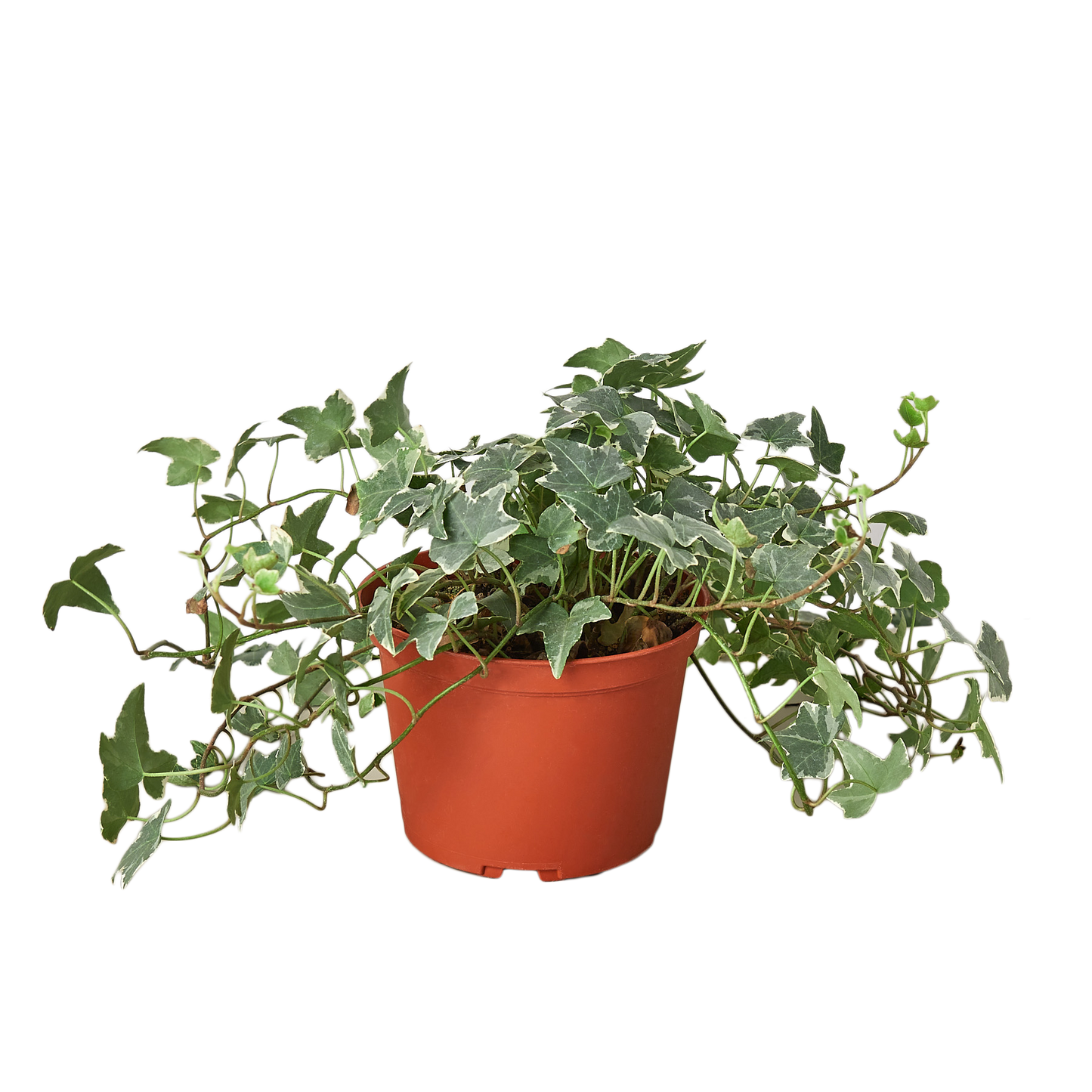 English Ivy 'Glacier' 6" potted plant
