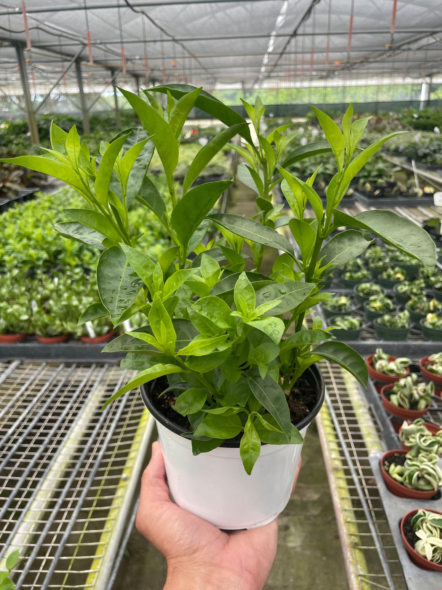 Jasmine Night potted plant