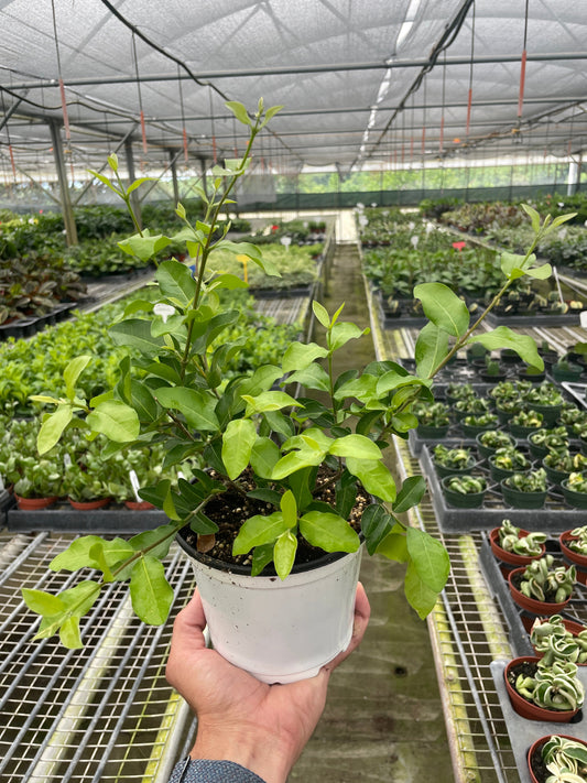 Malpighia Barbados Cherry potted plant