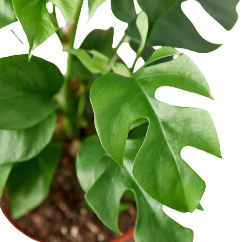 Philodendron Mini Monstera Minima 4" potted plant