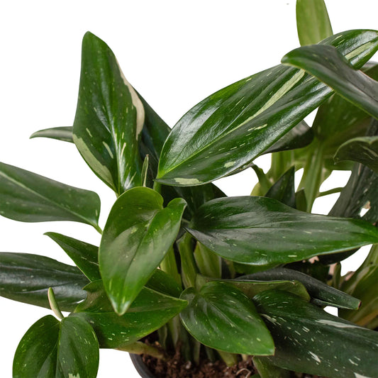 Monstera 'Standeleyana Albo Variegated' potted plant