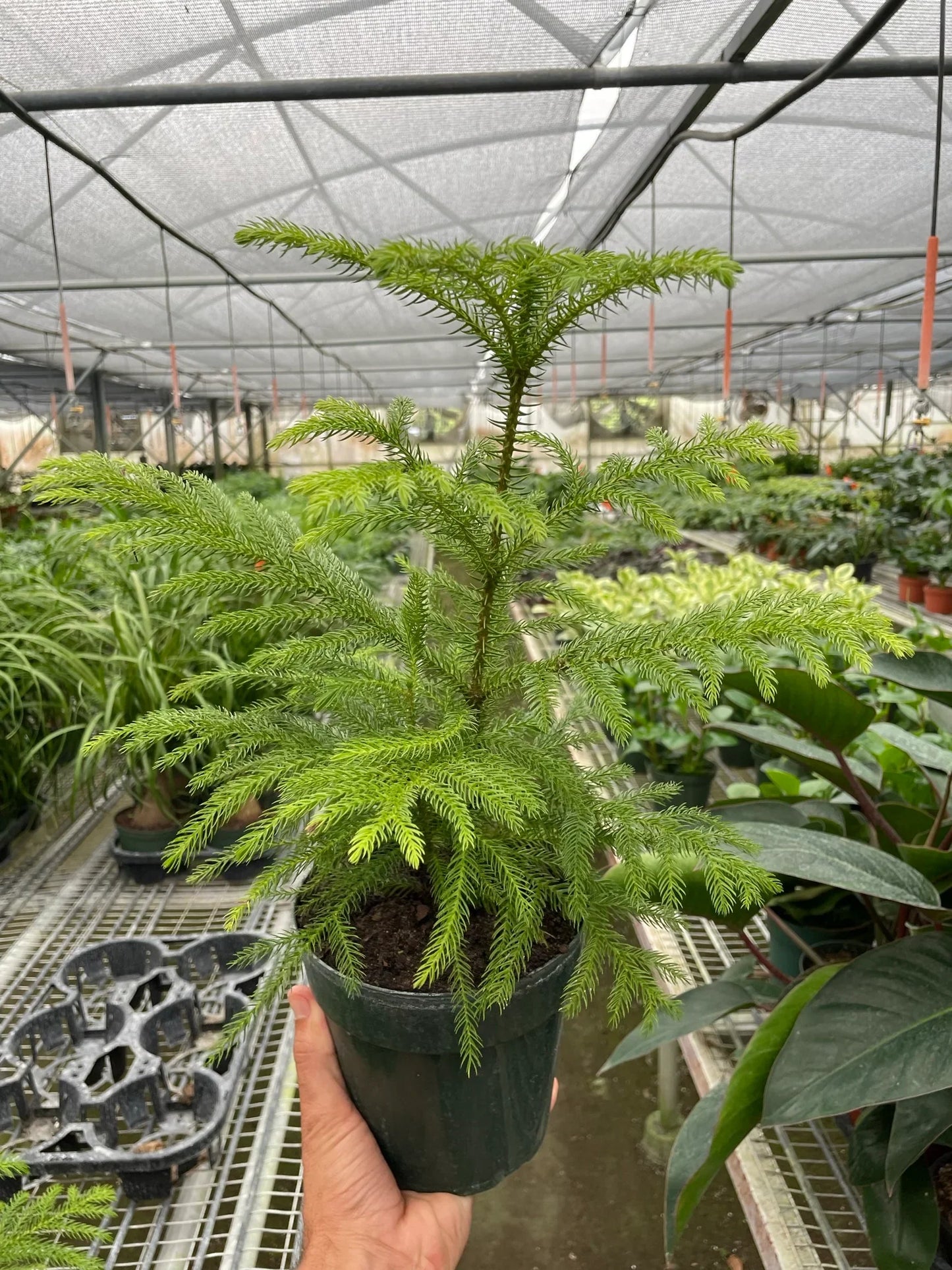Norfolk 'Island Pine' potted plant