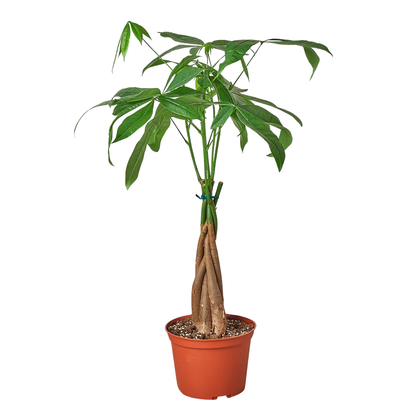 Money Tree 'Guiana Chestnut' Pachira Braid 6" potted plant