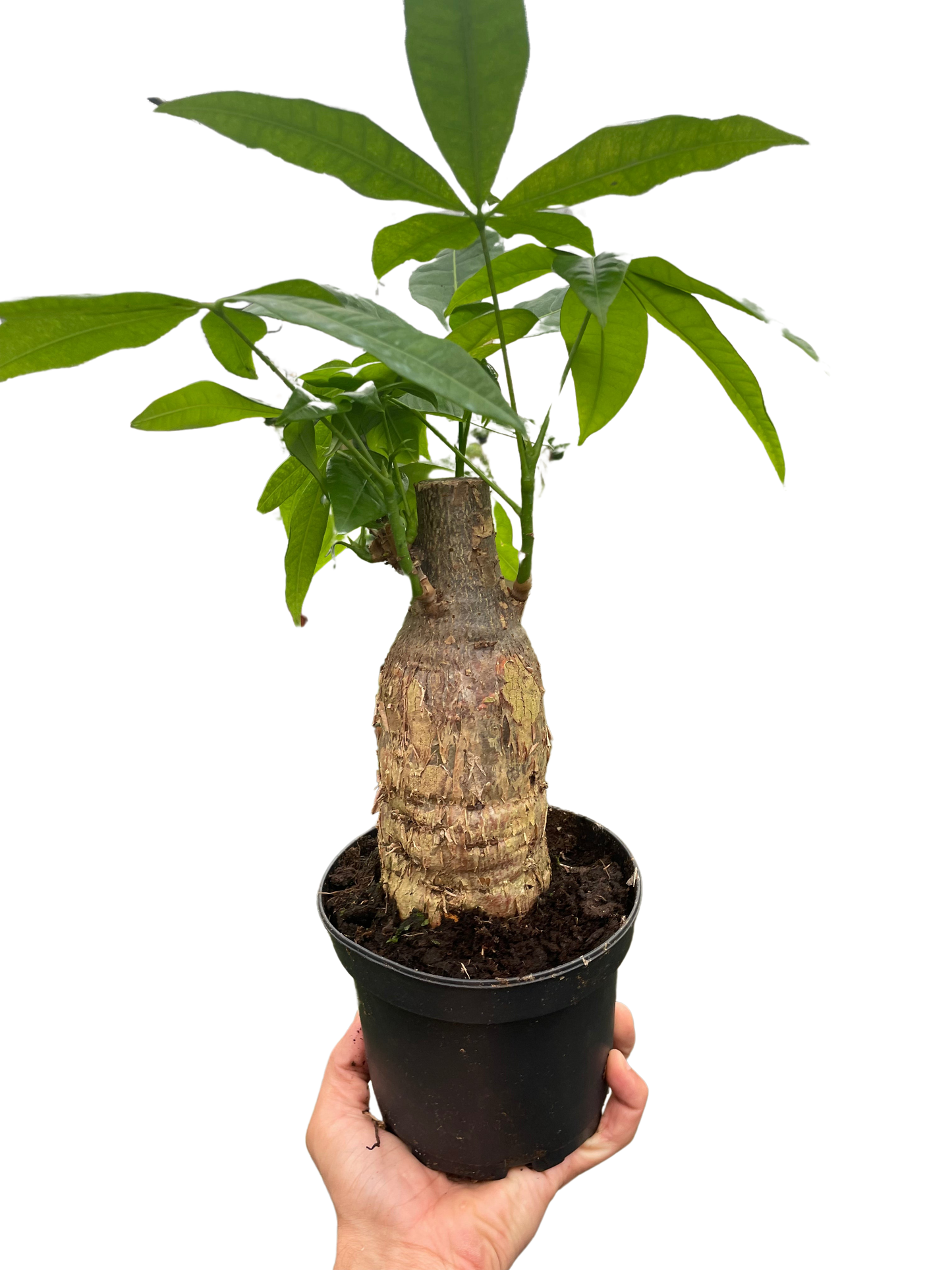 Money Tree 'Guiana Chestnut' Pachira Stump potted plant