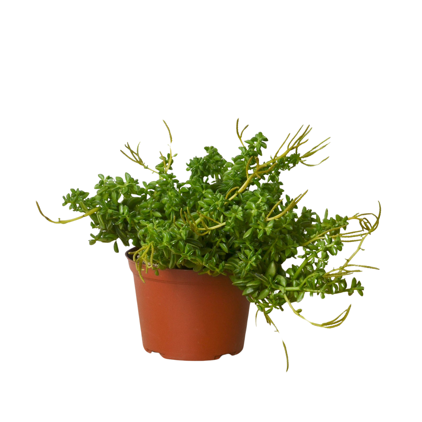 Peperomia 'Axillaris' potted plant