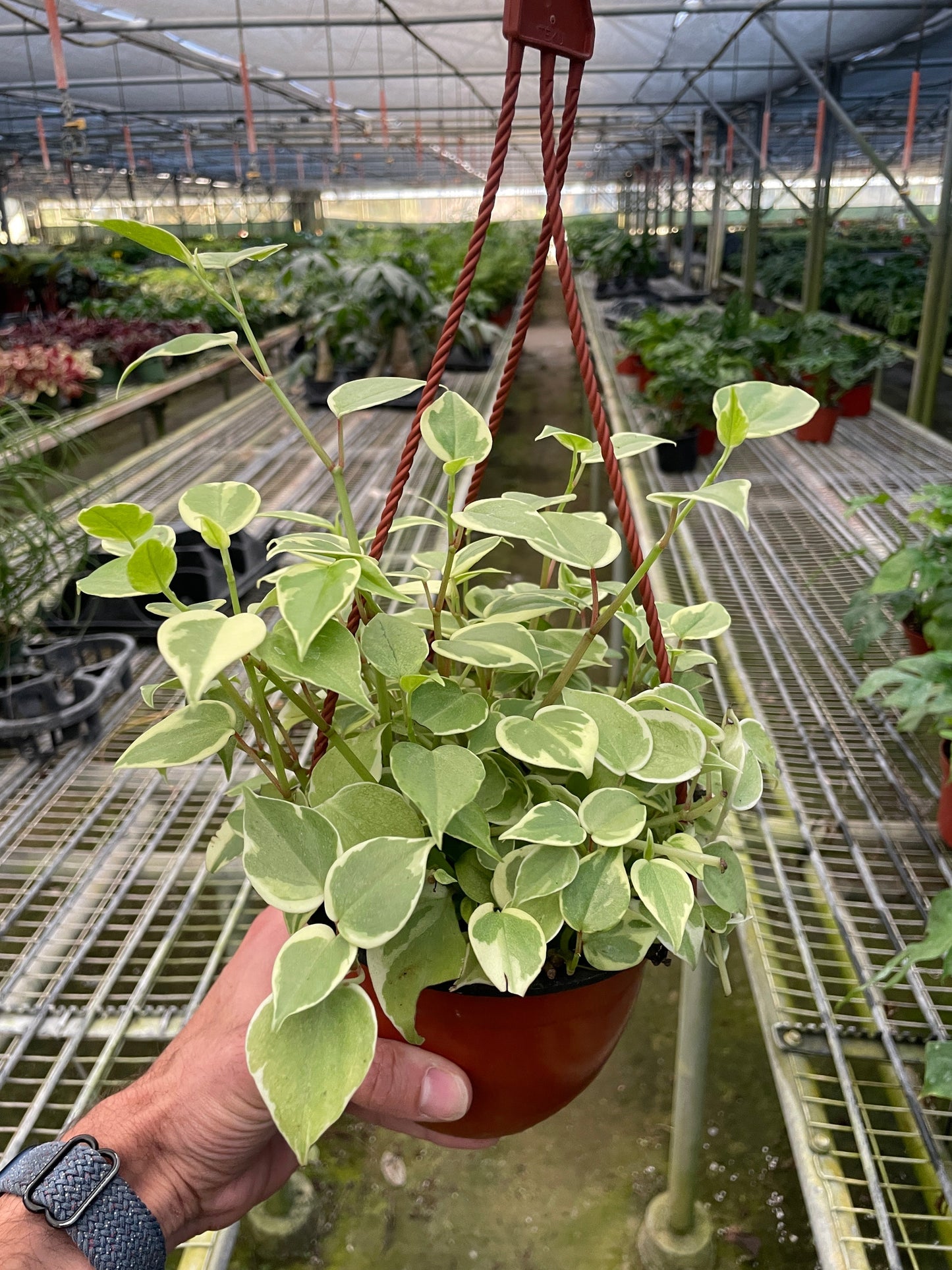 Peperomia 'Cupid' potted plant
