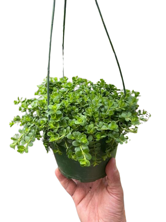 Peperomia Deppeana potted plant