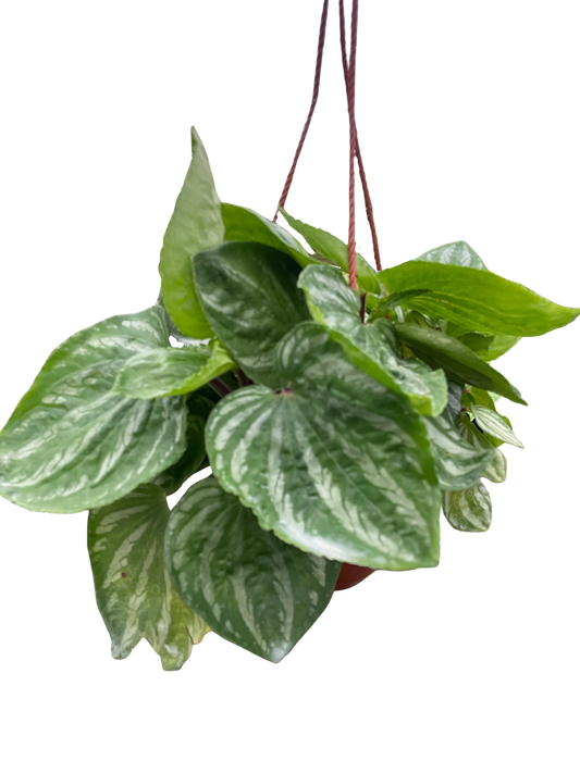 Peperomia Ecuador potted plant