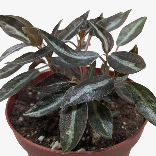 Peperomia 'Metallica' potted plant
