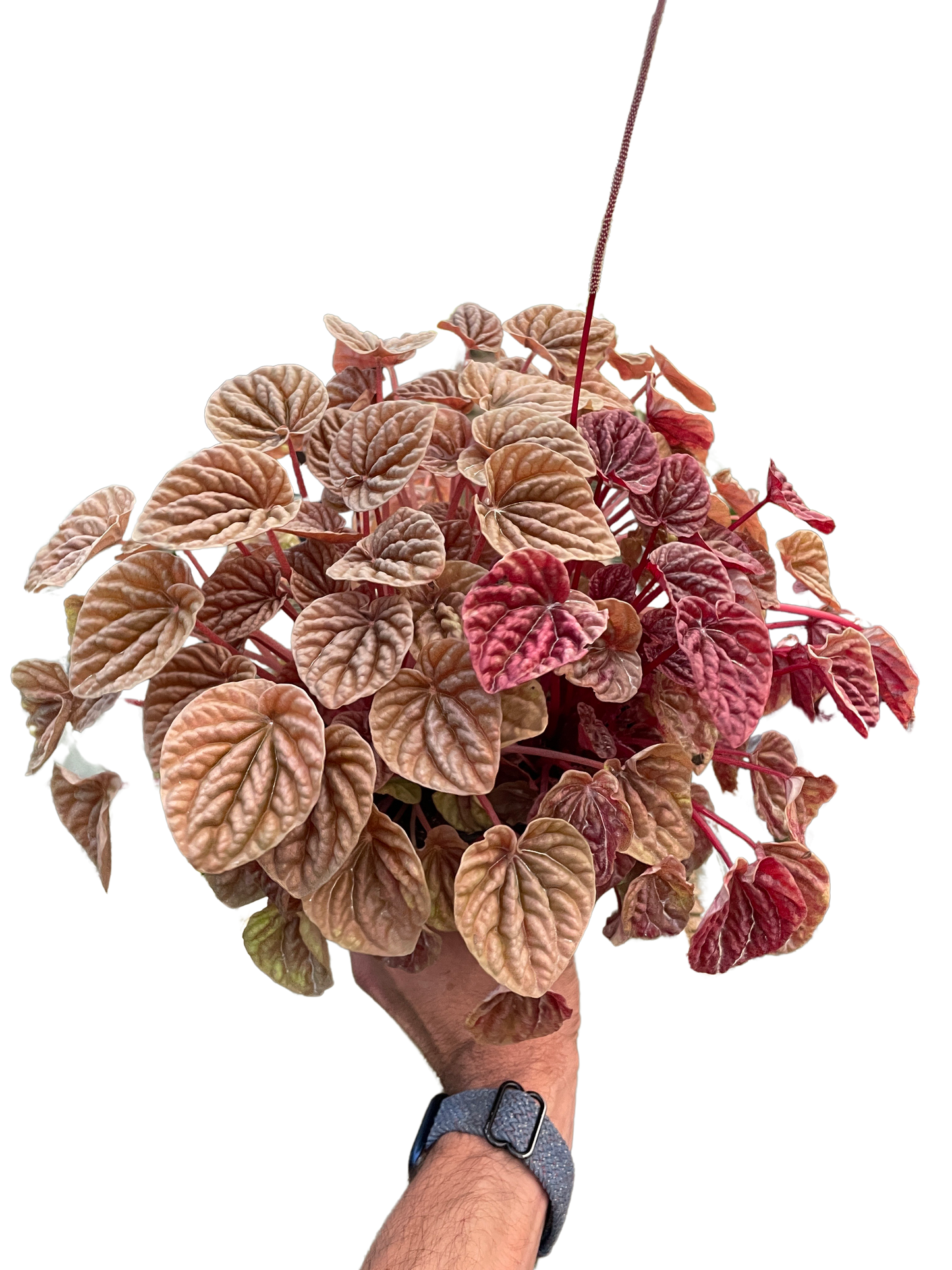 Peperomia 'Quito' 4" potted plant