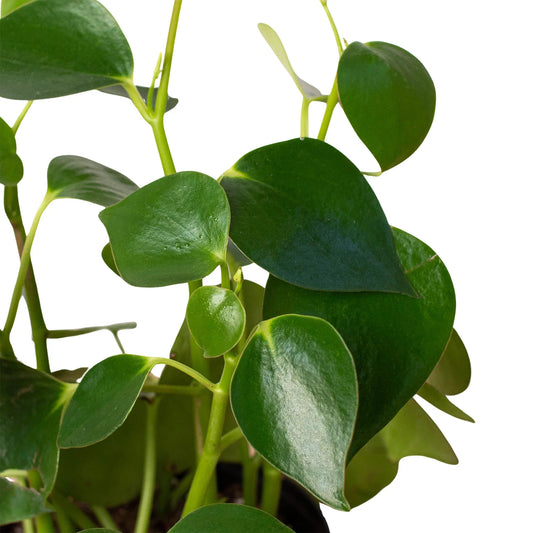 Peperomia 'Raindrop' potted plant