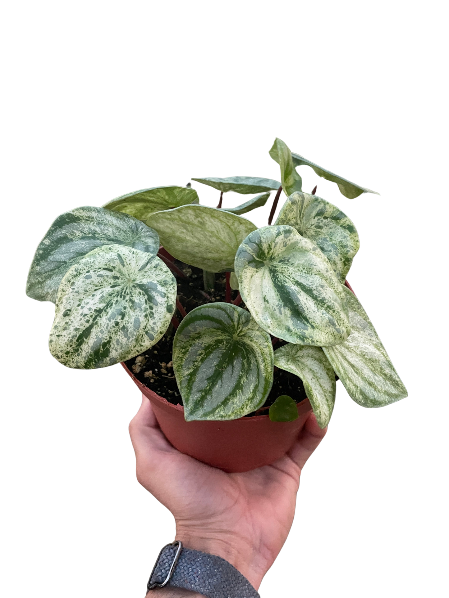 Peperomia 'Watermelon Variegated' potted plant