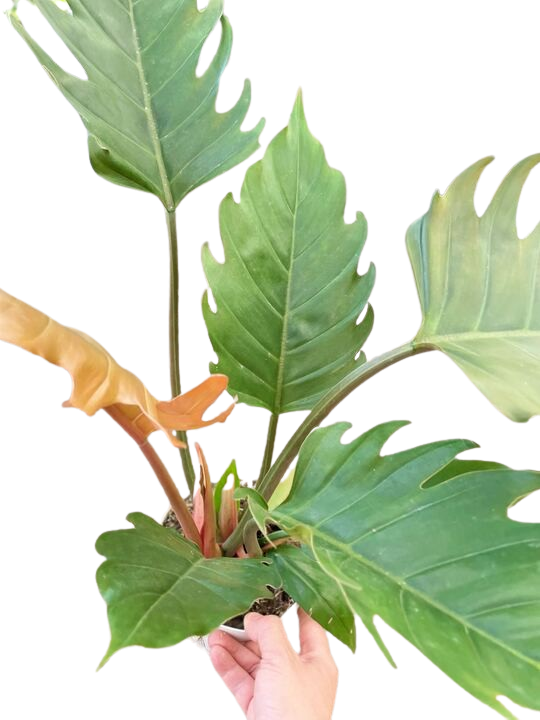 Philodendron Caramel Pluto potted plant