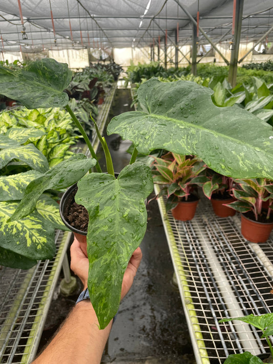 Philodendron 'Golden Dragon' potted plant
