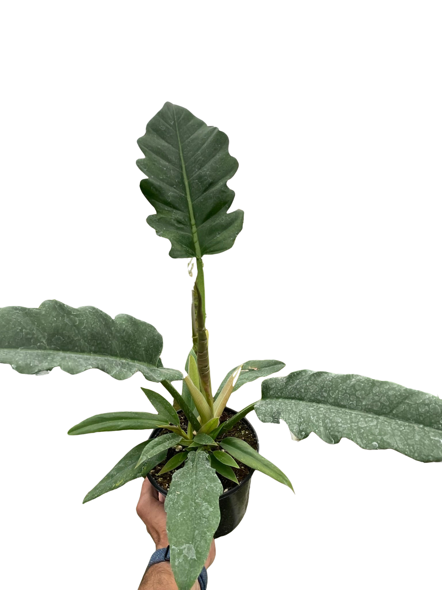 Philodendron 'Jungle Boogie' potted plant