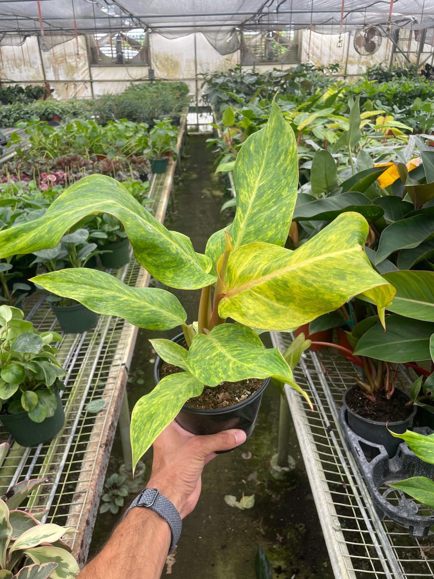 Philodendron 'Orange Marmalade' potted plant