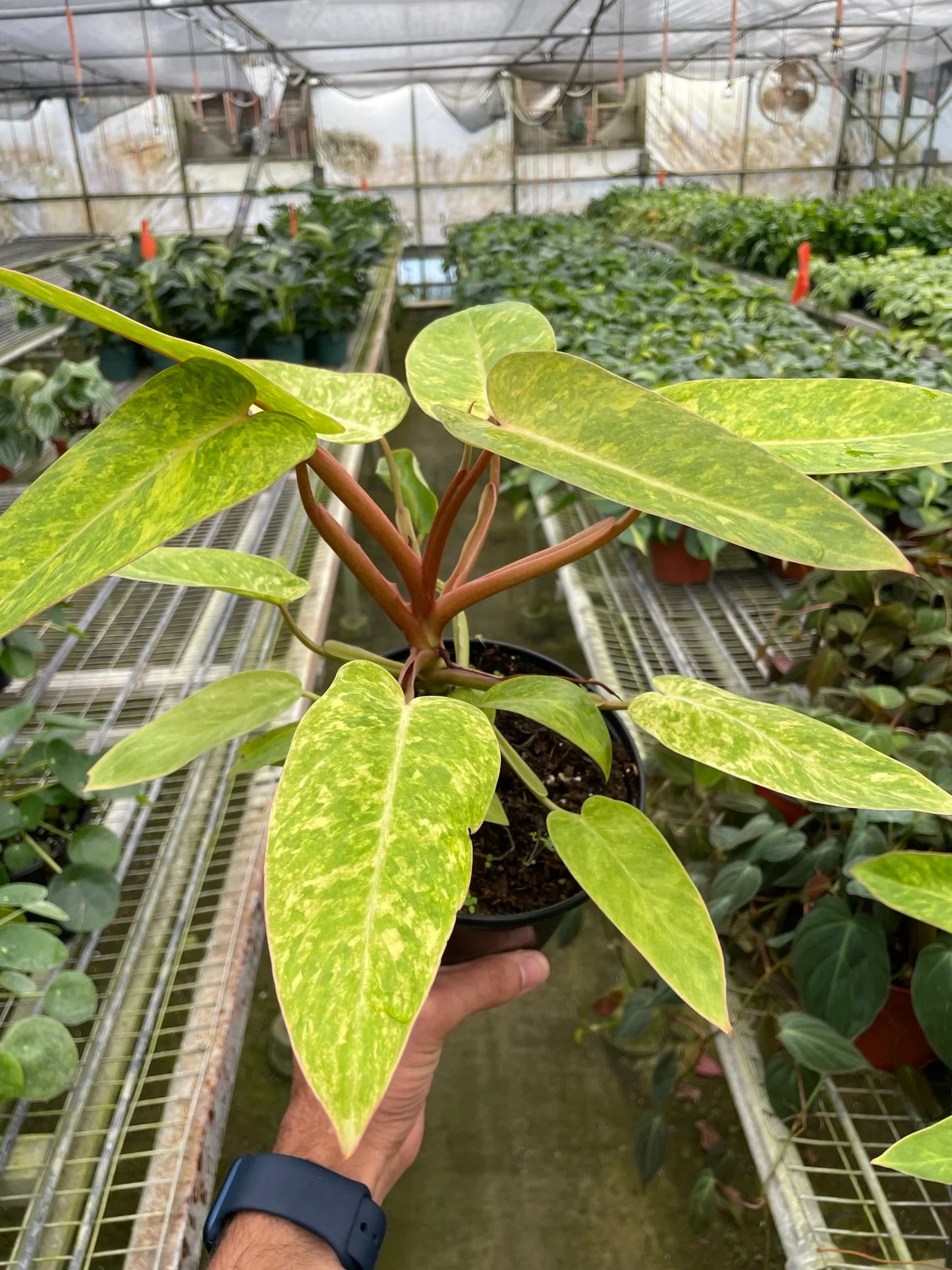 Philodendron 'Painted Lady' potted plant