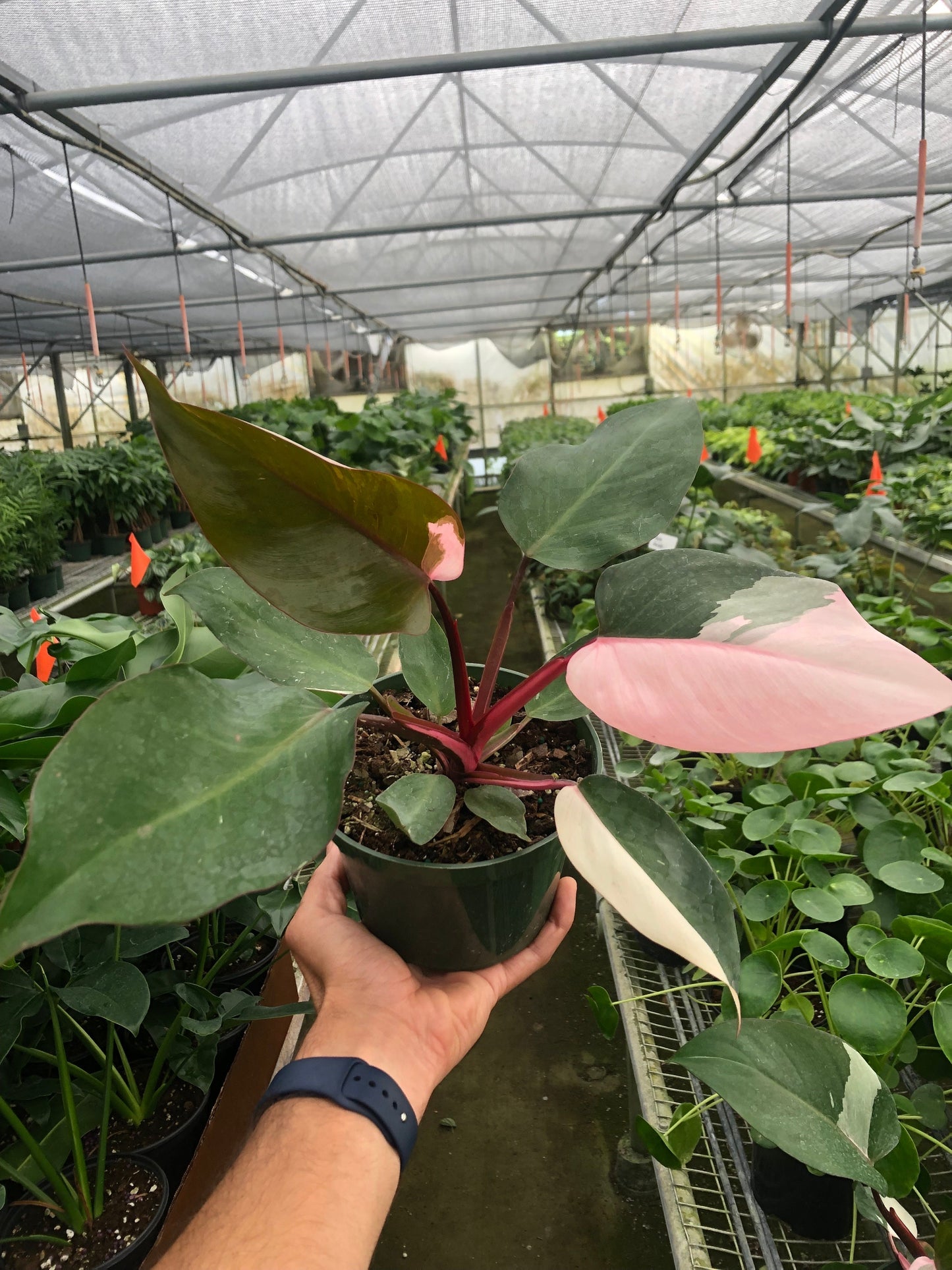 Philodendron 'Pink Princess' potted plant
