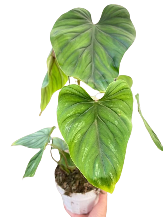 Philodendron PlowManii potted plant
