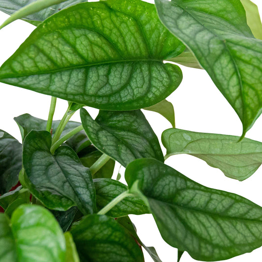 Monstera 'Siltepecana' potted plant