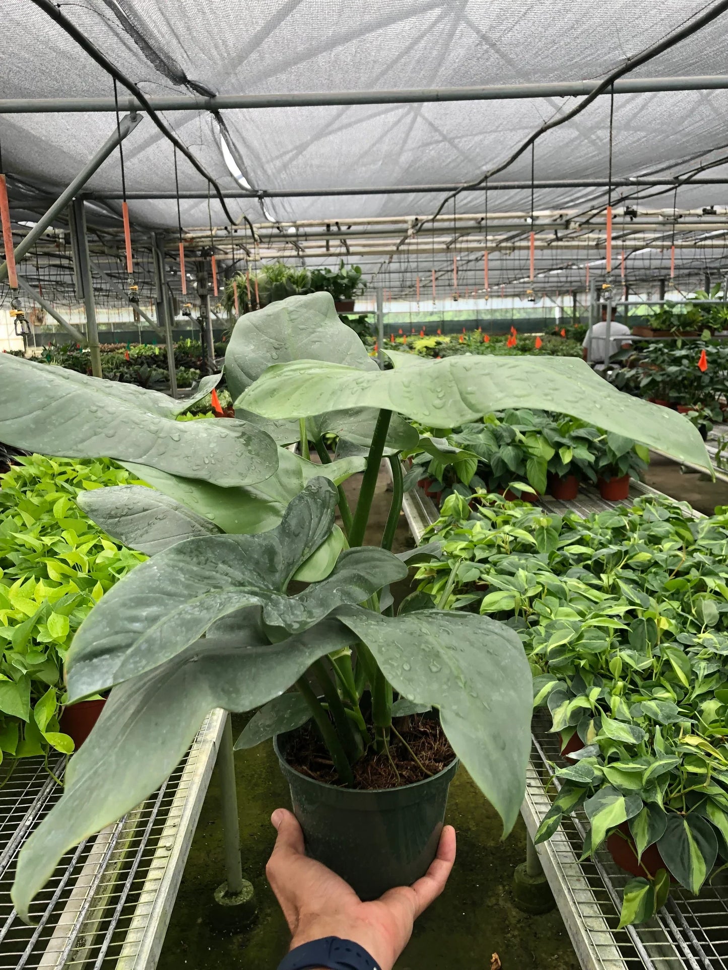 Philodendron 'Silver Sword' potted plant