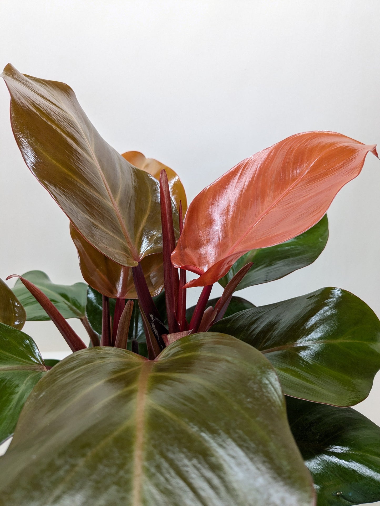 Philodendron 'Sun Red' potted plant