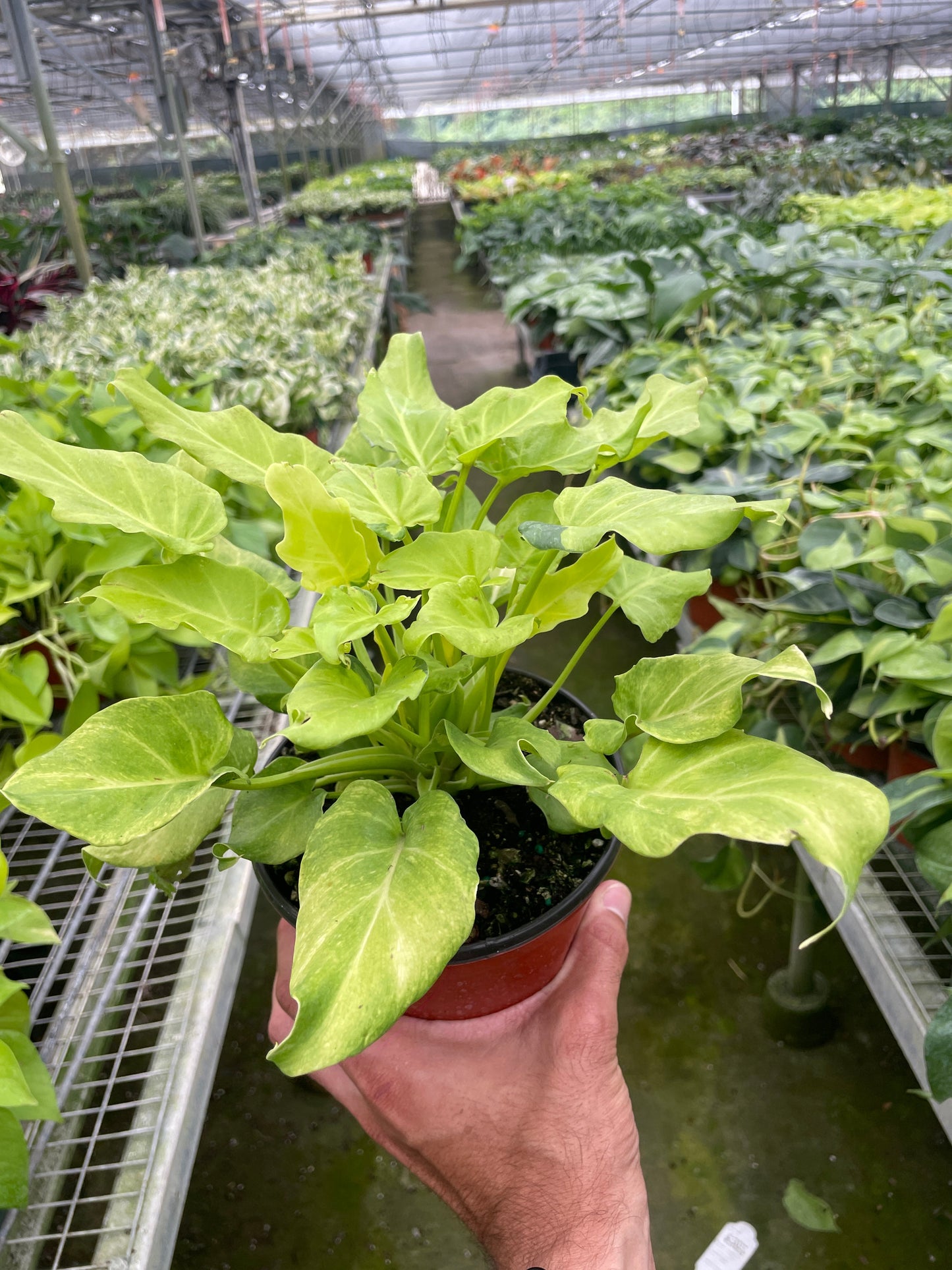 Philodendron 'Xanadu' Variegated potted plant