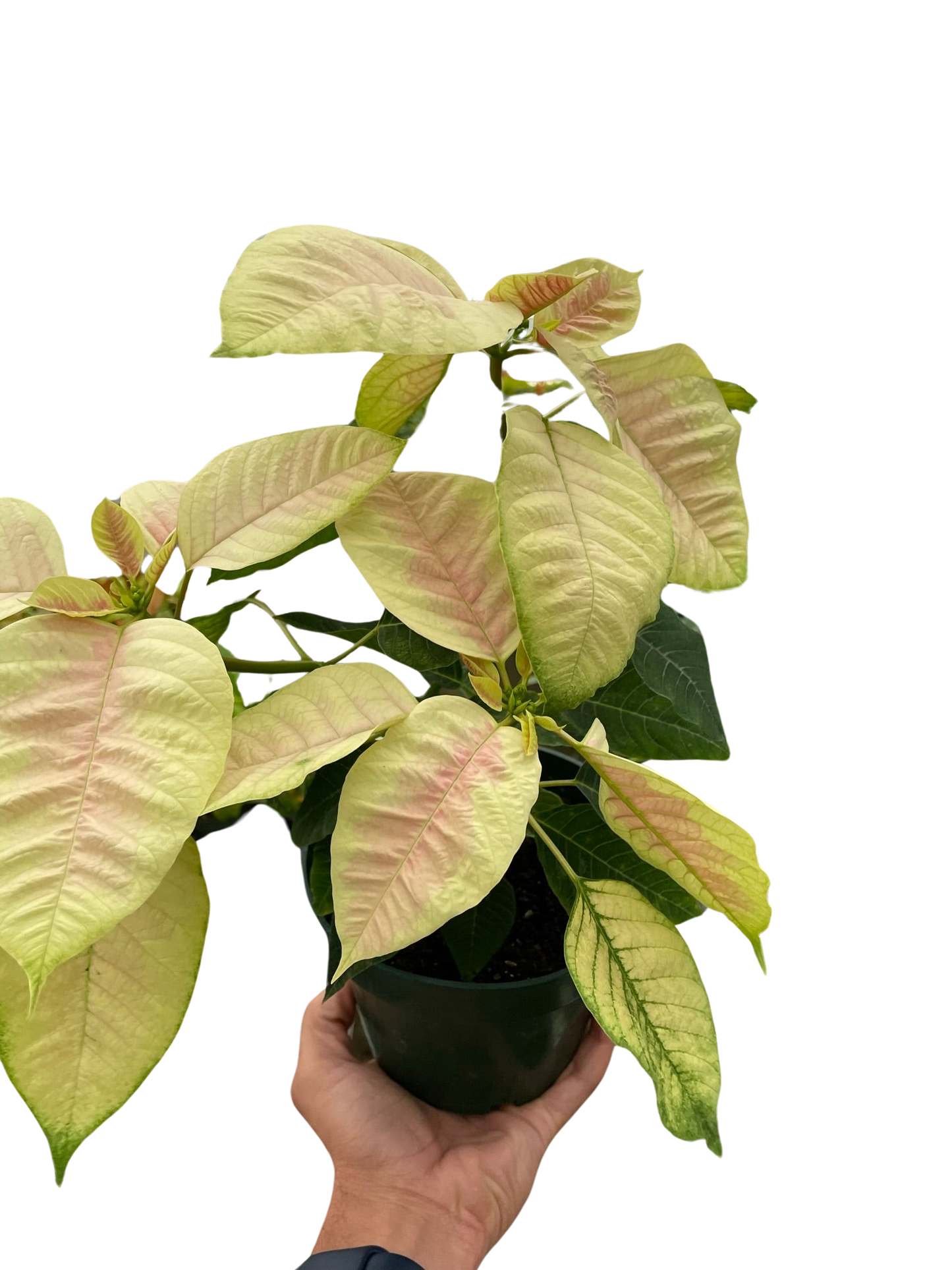 Poinsettia 'Marble' potted plant