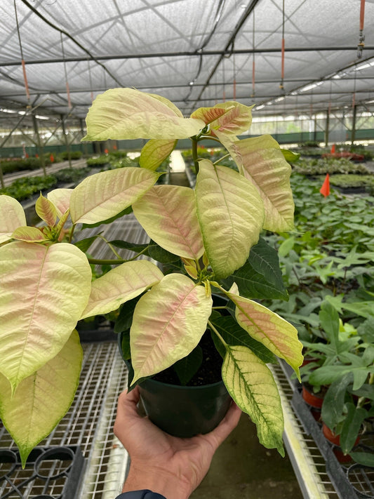 Poinsettia 'Marble' potted plant