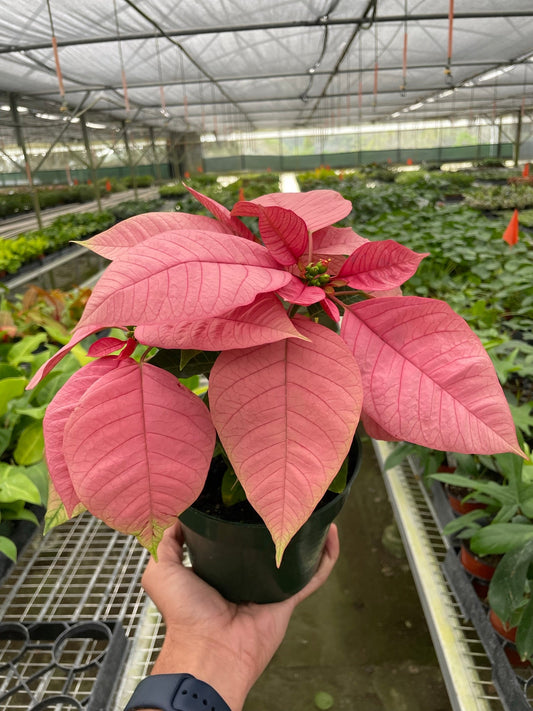 Poinsettia 'Pink' potted plant