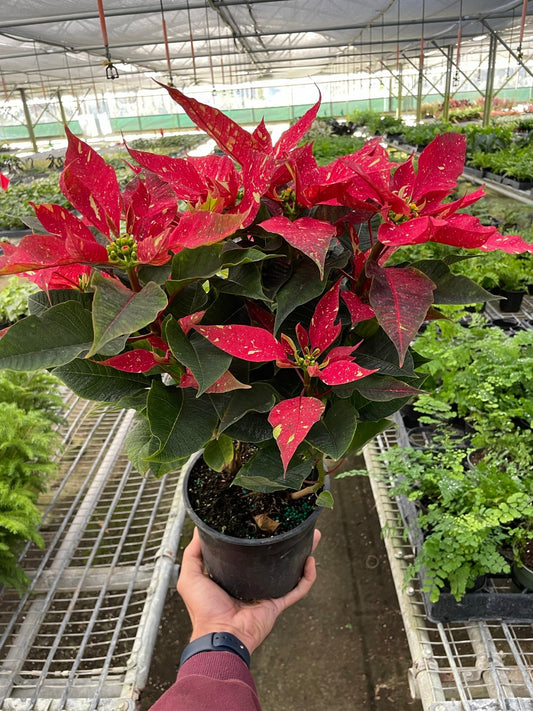 Poinsettia 'Red Glitter' potted plant